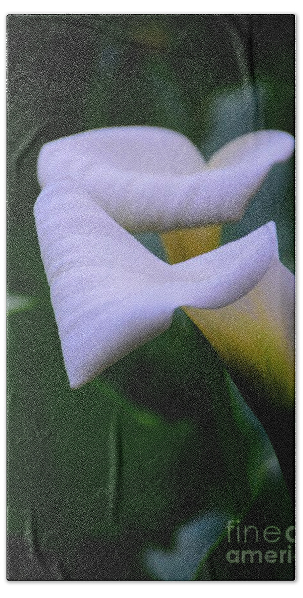 Calla Lily Beach Towel featuring the photograph Calla Lily 2 by Cindy Manero
