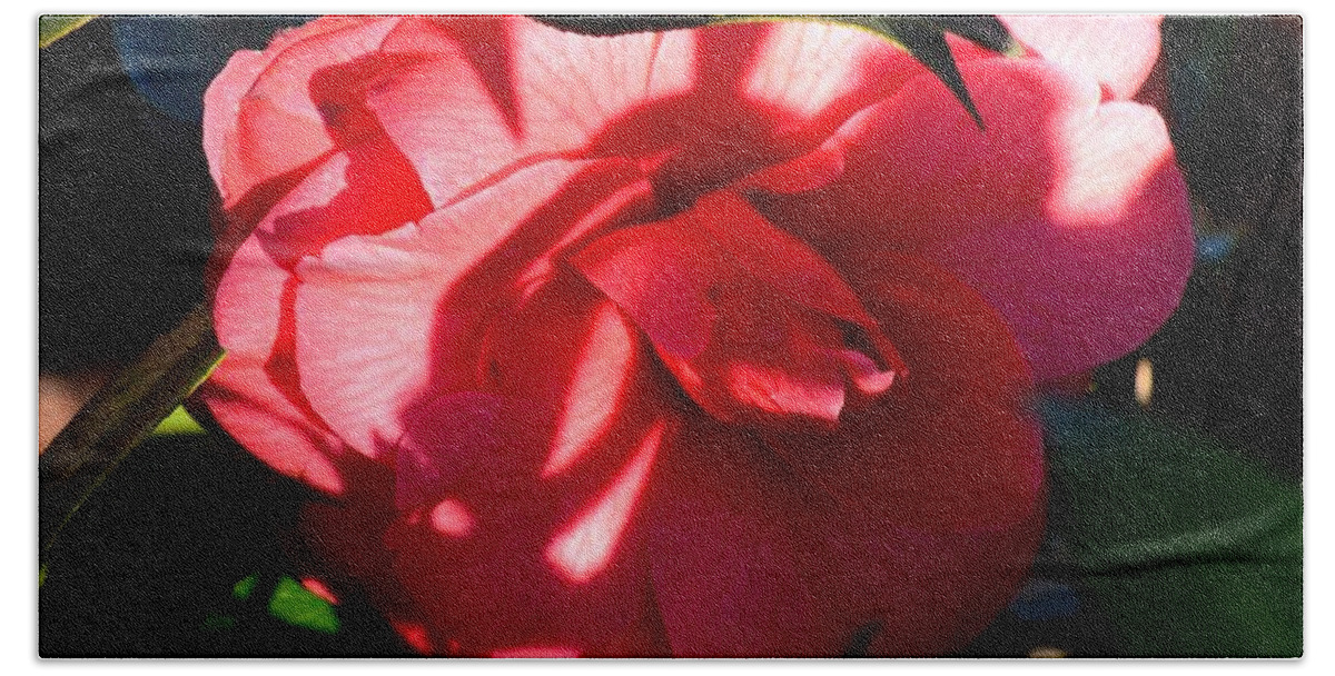 Camelia In The Shadows Beach Towel featuring the photograph Camelia in the Shadows by Maria Urso