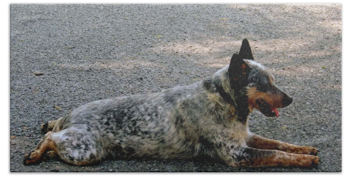 Camouflage Beach Towel featuring the photograph Cattle dog by Marysue Ryan