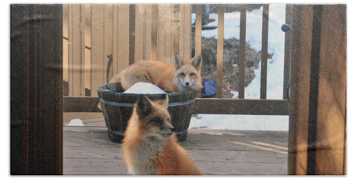 Red Fox Beach Towel featuring the photograph Can we come in please 1 by Matt Swinden