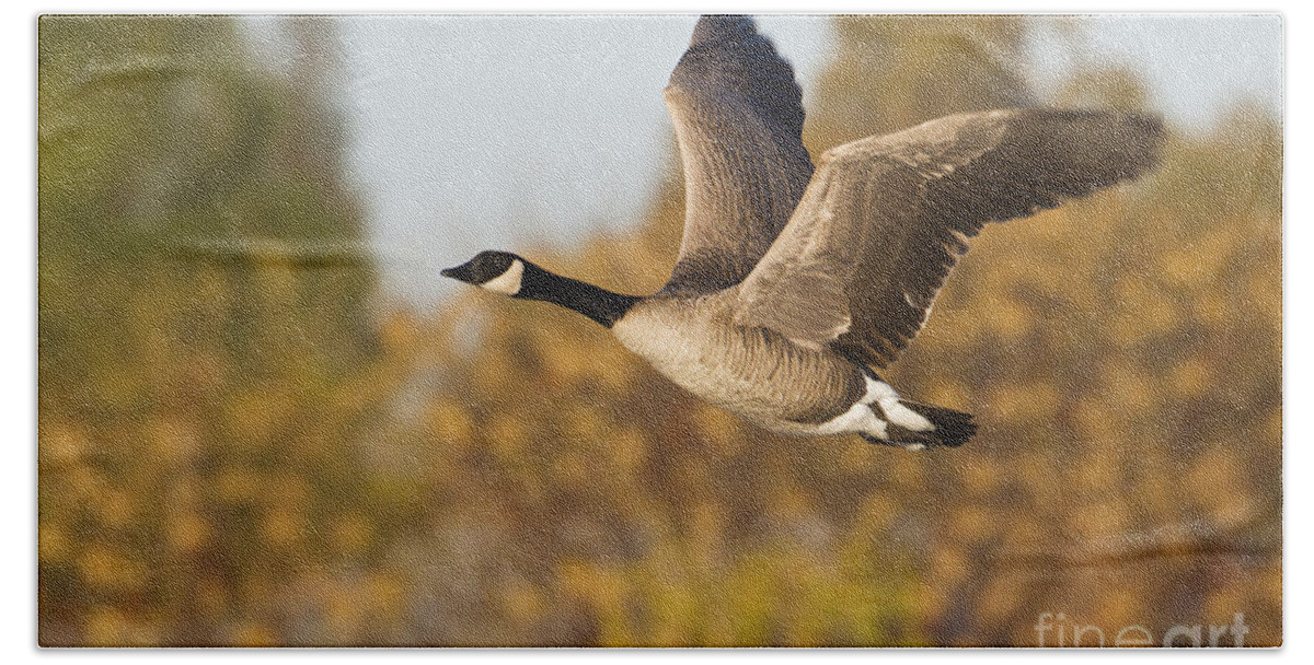 Goose Beach Sheet featuring the photograph Canada Goose in the skies by Bryan Keil