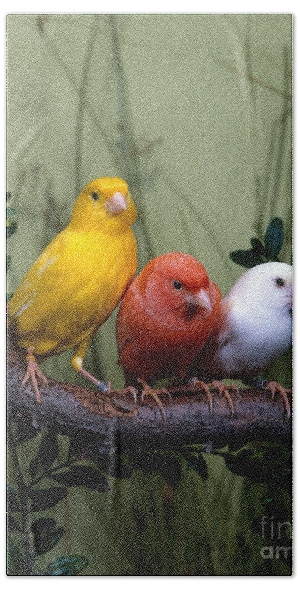 Bird Beach Sheet featuring the photograph Canaries by Hans Reinhard