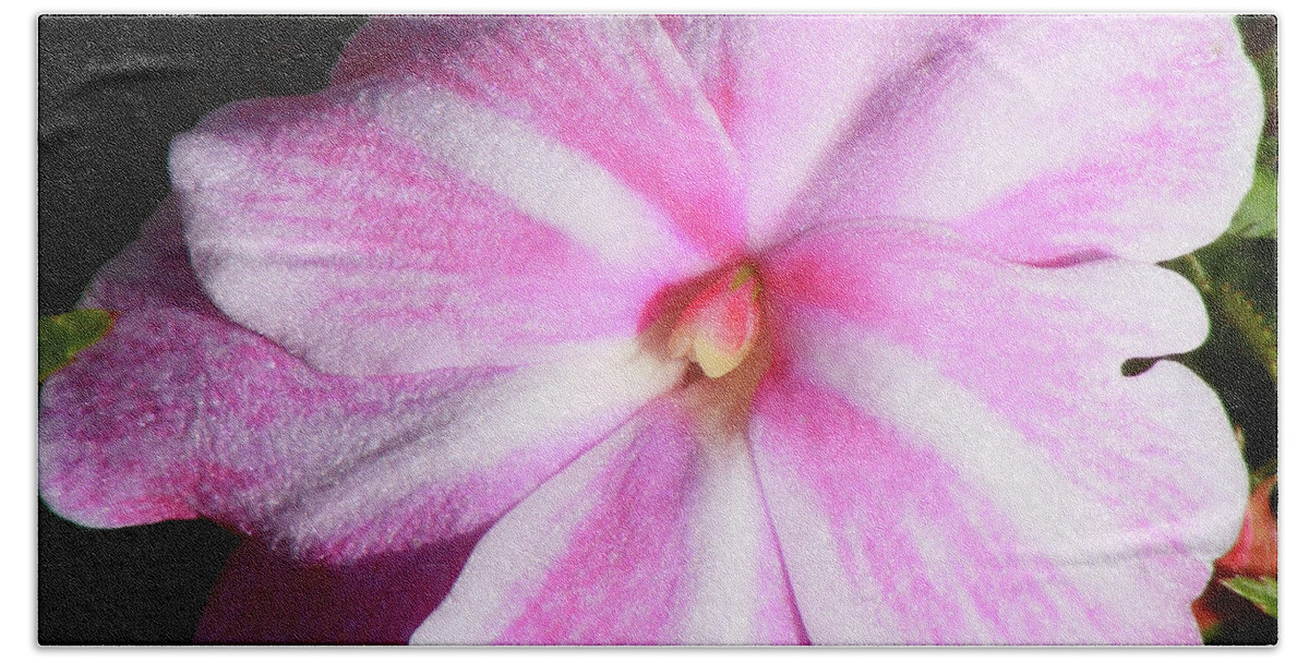 Candy Cane Petals Beach Sheet featuring the photograph Candy Cane Impatiens by Barbara A Griffin