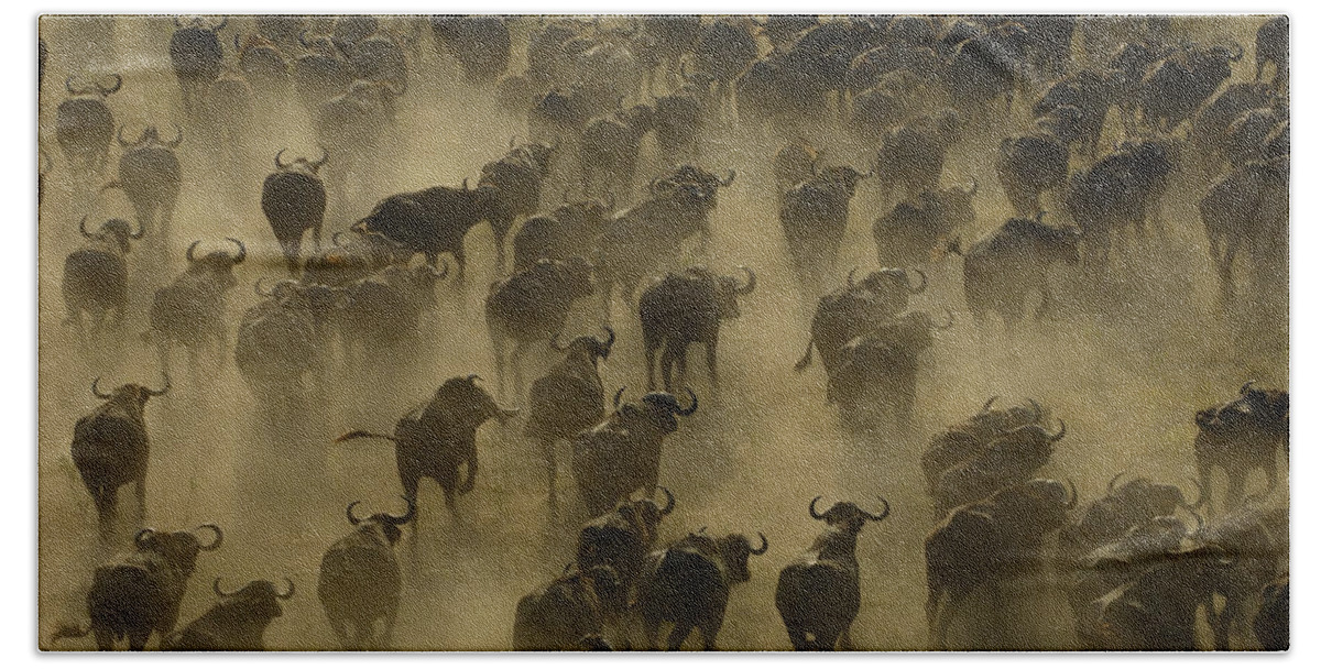 Feb0514 Beach Towel featuring the photograph Cape Buffalo Herd Stampeding Africa by Pete Oxford