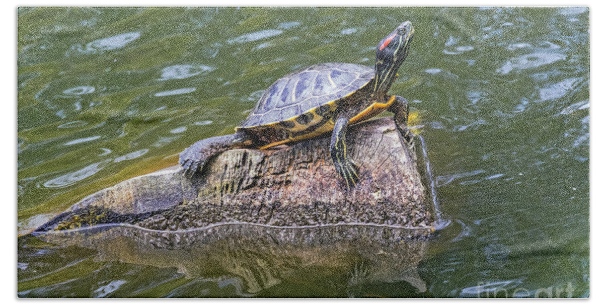Animal Beach Sheet featuring the photograph Captain Turtle by Kate Brown