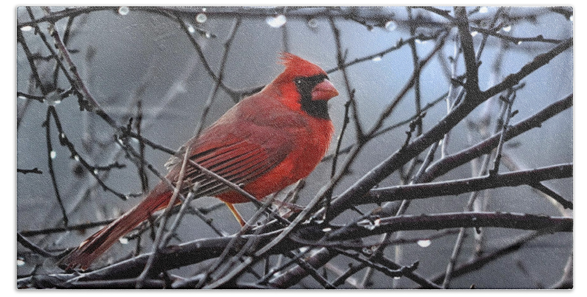 Nature Beach Towel featuring the photograph Cardinal in the Rain  by Nava Thompson