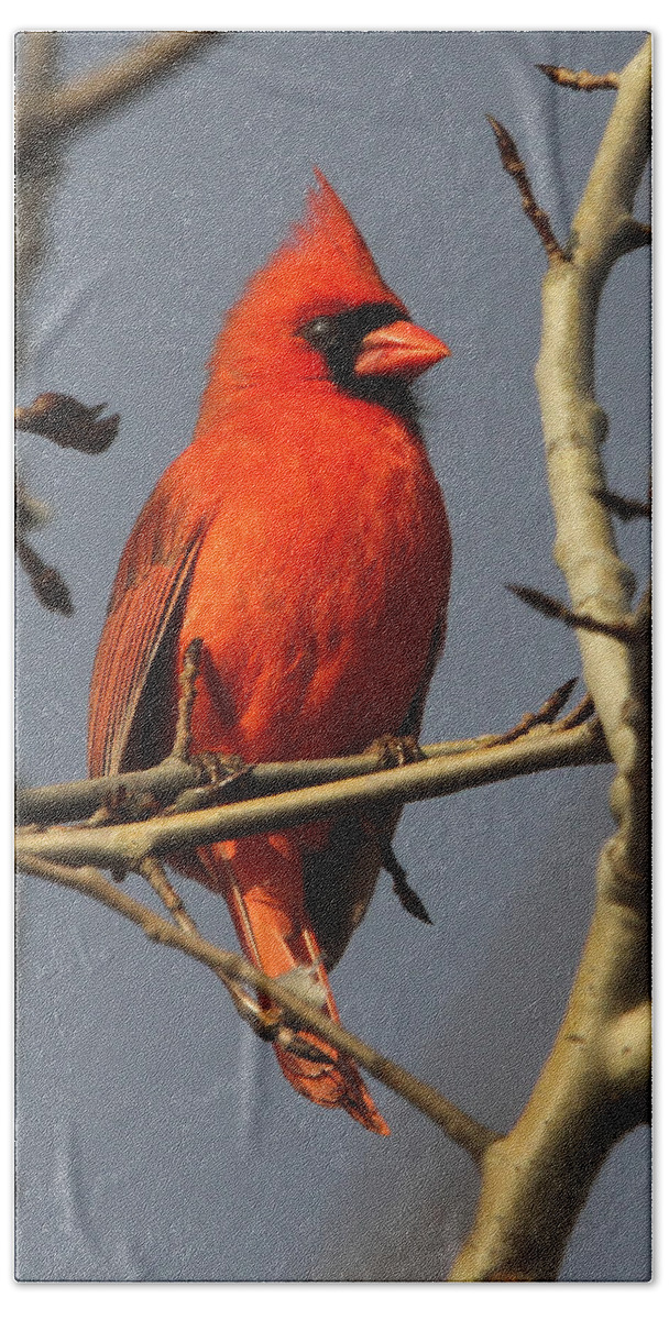 Bird Beach Sheet featuring the photograph Cardinal by Roger Becker