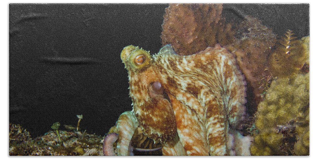 Caribbean Beach Towel featuring the photograph Caribbean Reef Octopus by Matt Swinden