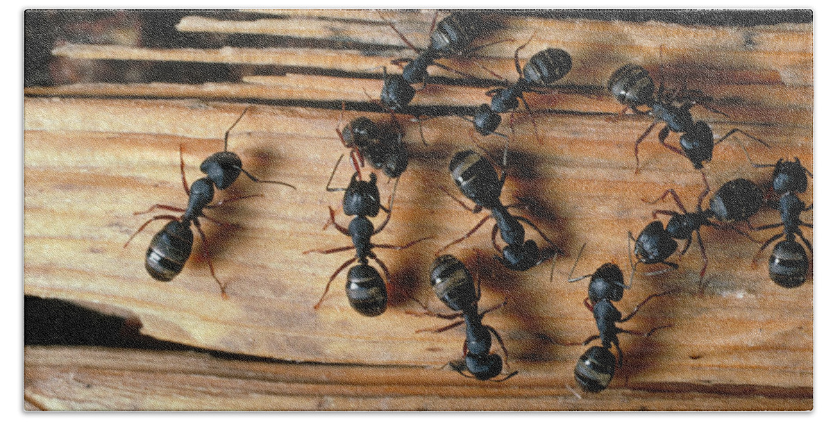 Animal Beach Towel featuring the photograph Carpenter Ants by Theodore Clutter