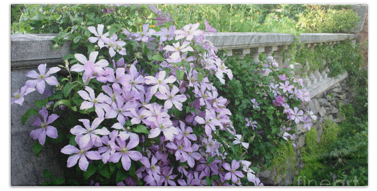 Botanic Garden Beach Towel featuring the photograph Cascading Clematis by Patty Colabuono