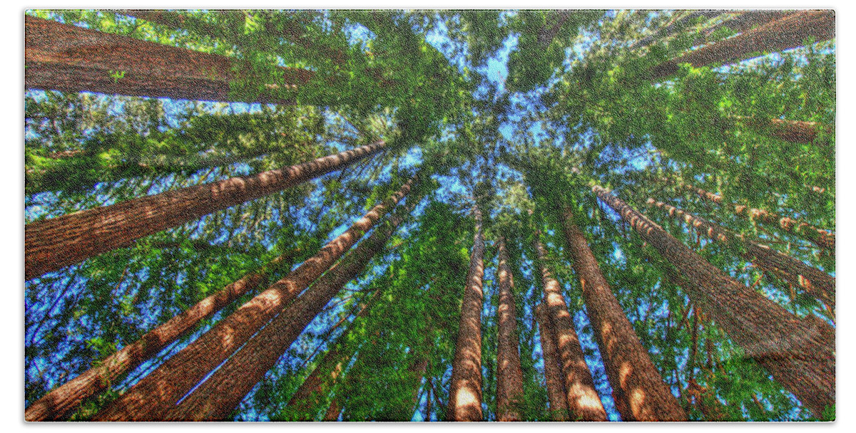 Redwood Trees Beach Towel featuring the photograph Cathedral Redwood Grove by Lisa Chorny