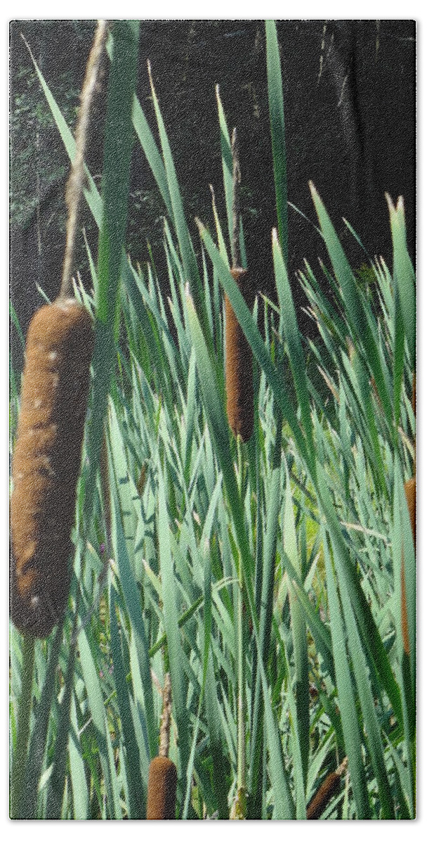 Cattail Beach Towel featuring the photograph Cattails a plenty by Michael Porchik