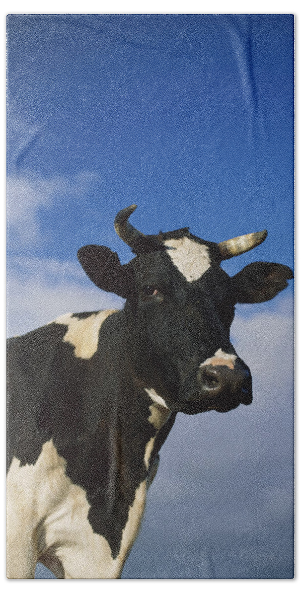 Feb0514 Beach Towel featuring the photograph Cattle Portrait Europe by Konrad Wothe