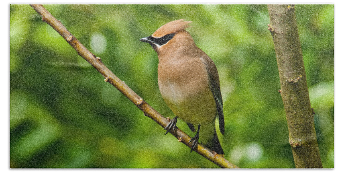 Animal Beach Sheet featuring the photograph Cedar Waxwing Gathering Nesting Material by Jeff Goulden