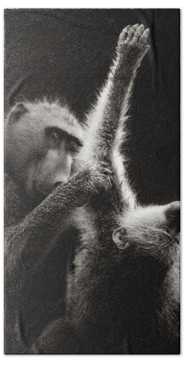 Baboon; Groom; Interact; Clean; Touch; Chacma; Art; Artistic; Monochrome; Black; White; B&w; Wild; Wildlife; Mammal; Animal; Outdoor; Nature; Africa; Two; Nobody; Safari; Wilderness; Behavior; Care Beach Towel featuring the photograph Chacma Baboons Grooming by Johan Swanepoel