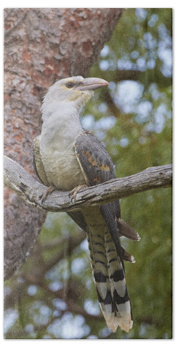 Martin Willis Beach Towel featuring the photograph Channel-billed Cuckoo Fledgling by Martin Willis