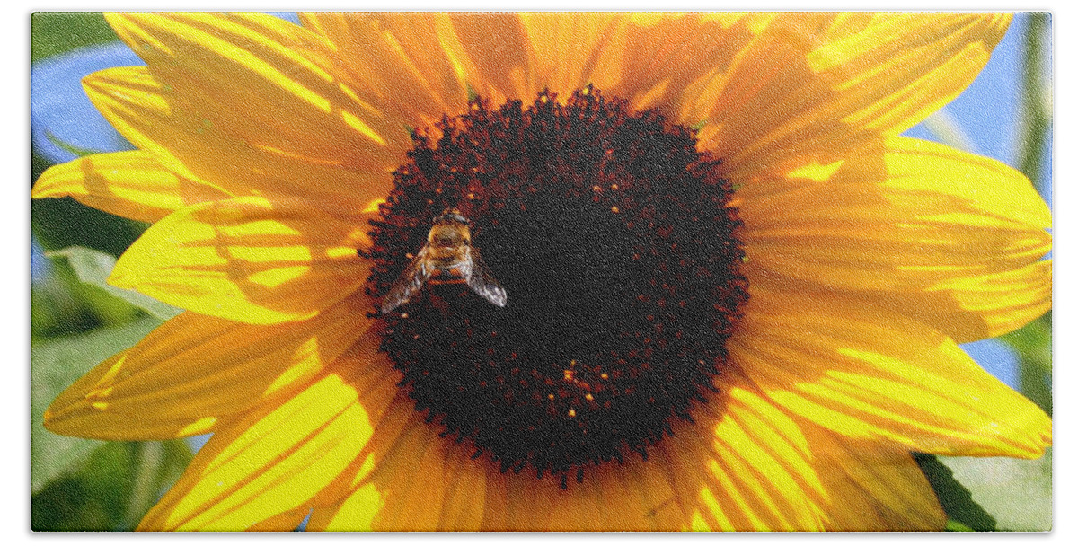 Yellow Beach Towel featuring the photograph Cheerful Sunflower with Bee by Carol Groenen