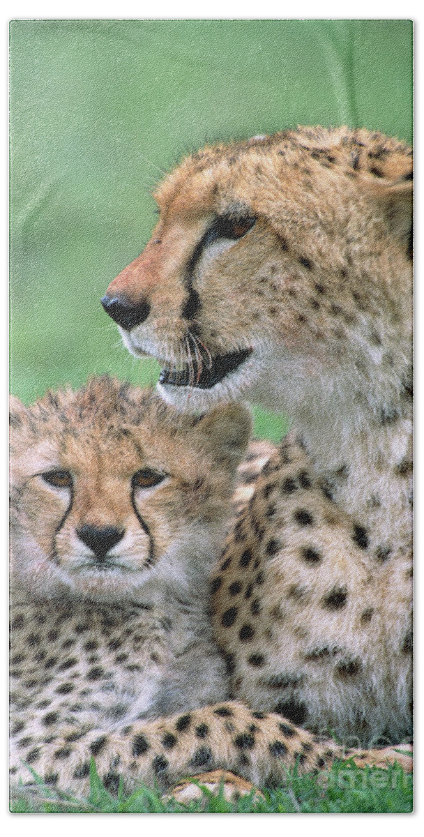 00345036 Beach Towel featuring the photograph Cheetah Mother And Cub by Yva Momatiuk John Eastcott