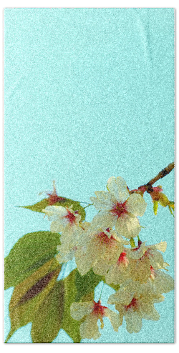 Cherry Blossom Beach Sheet featuring the photograph Cherry Blossom Flowers by Yuka Kato