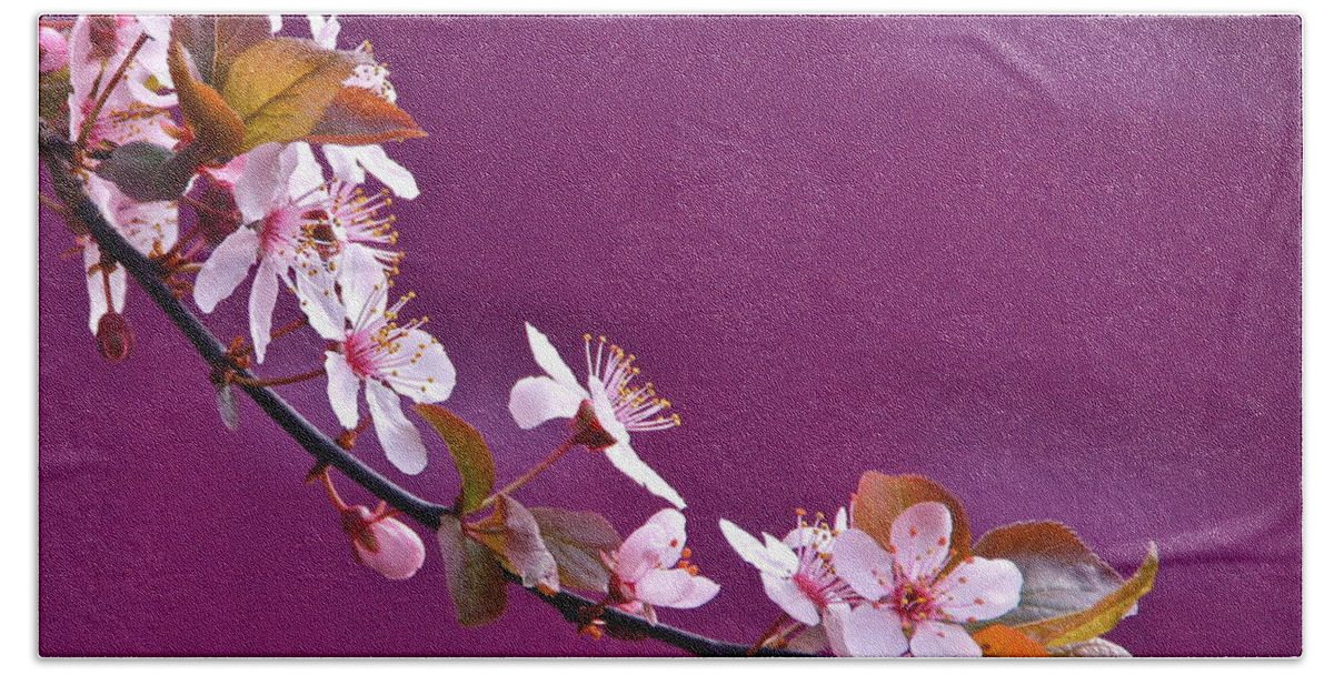 Cherry Blossoms Beach Towel featuring the photograph Cherry Blossoms and Plum Door by Byron Varvarigos
