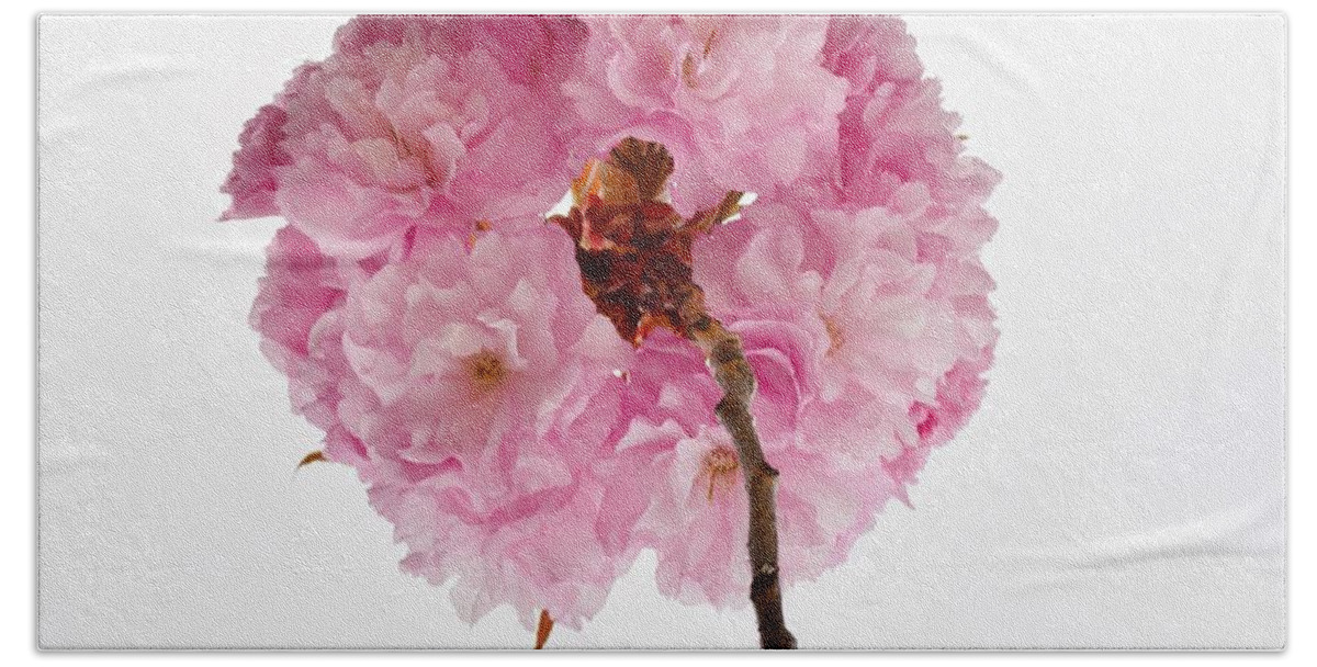 Cheery Flowers Beach Sheet featuring the photograph Cherry Globe by Sonali Gangane