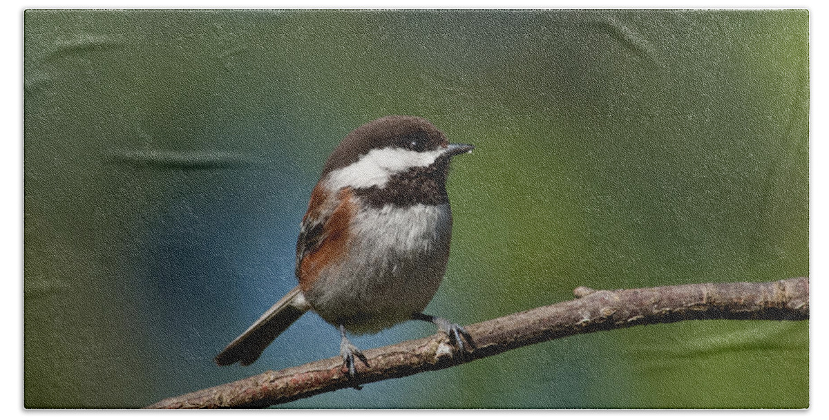 Animal Beach Towel featuring the photograph Chestnut Backed Chickadee Perched on a Branch by Jeff Goulden