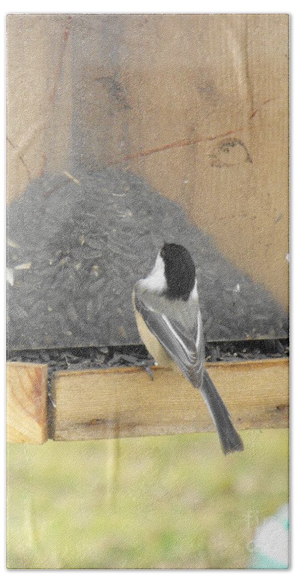 Nature Beach Towel featuring the photograph Chickadee Eating Lunch by Erick Schmidt