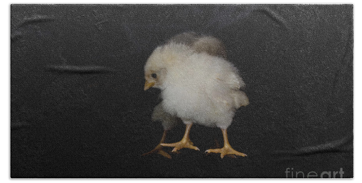 Chicken Beach Sheet featuring the photograph Chicken Dance by Donna Brown