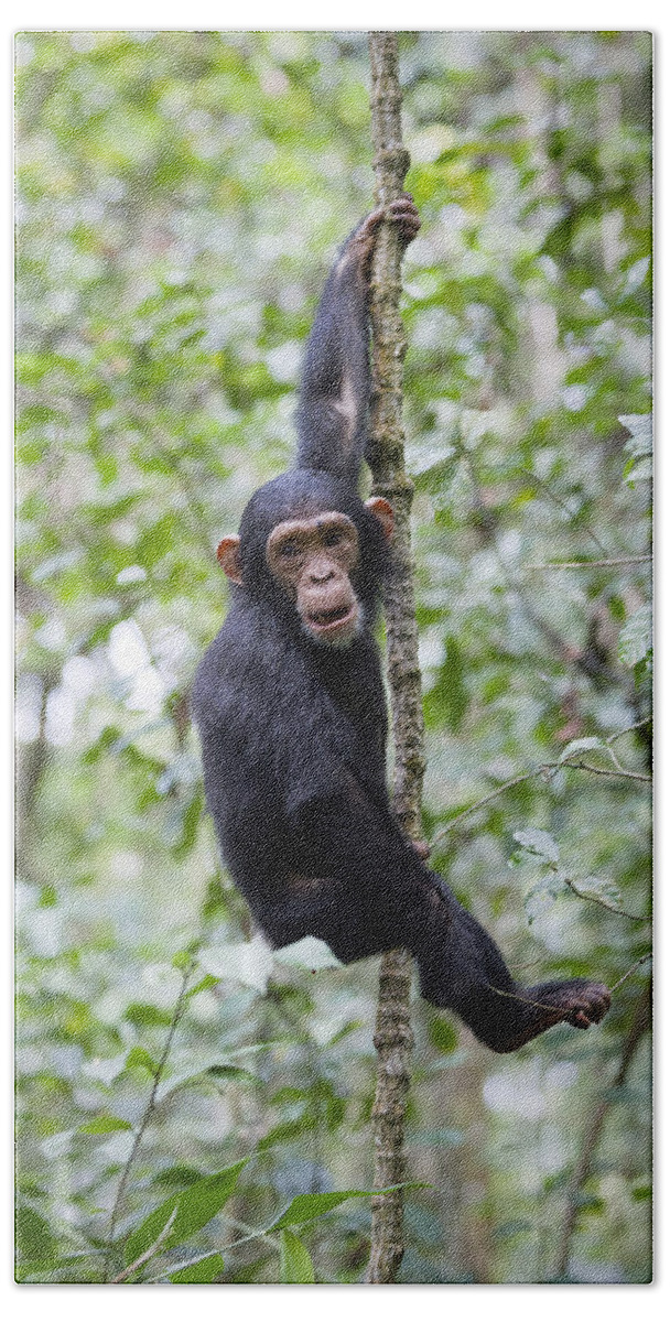 Feb0514 Beach Towel featuring the photograph Chimpanzee Juvenile Climbing Tanzania by Konrad Wothe
