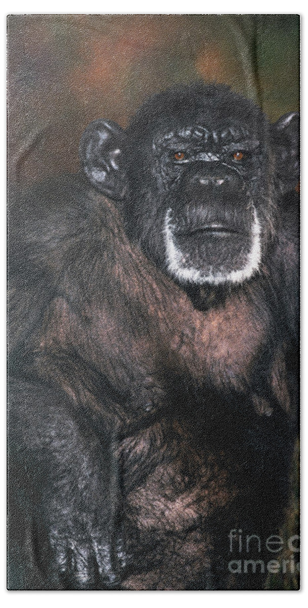 Chimpanzee Beach Towel featuring the photograph Chimpanzee Portrait Endangered Species Wildlife Rescue by Dave Welling