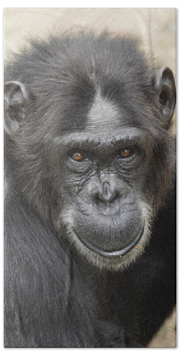 Hiroya Minakuchi Beach Towel featuring the photograph Chimpanzee Portrait Ol Pejeta by Hiroya Minakuchi