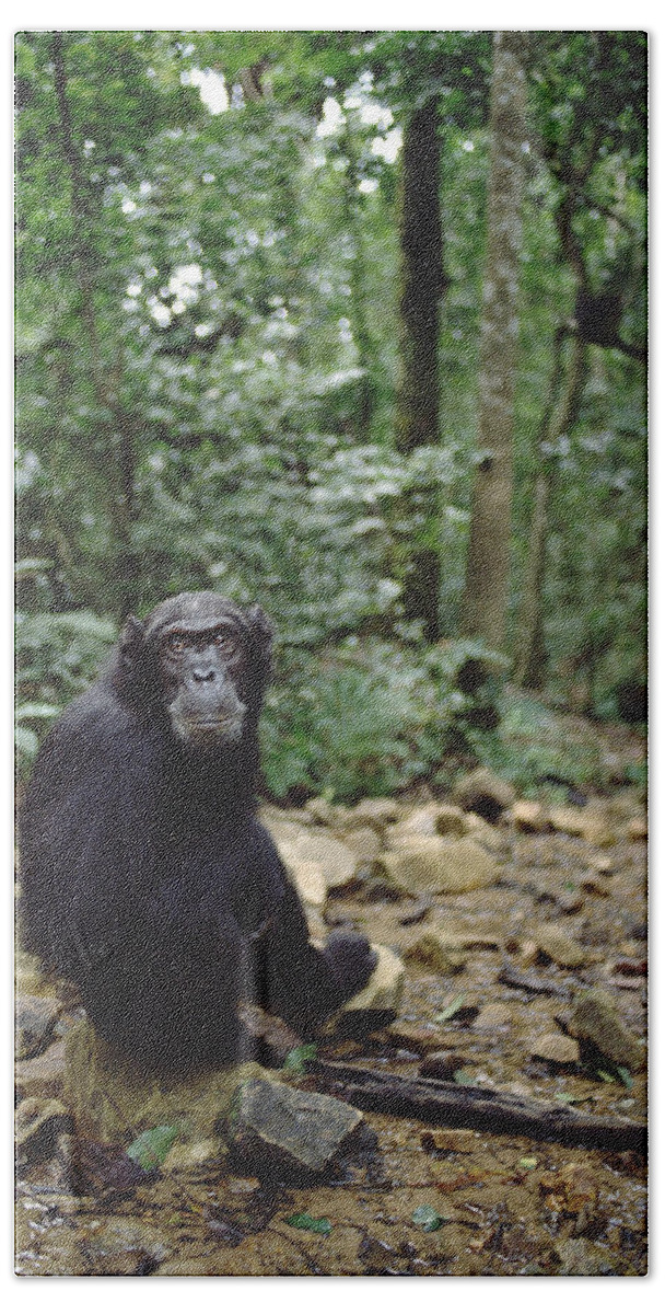 Feb0514 Beach Towel featuring the photograph Chimpanzee Profile Gombe Stream by Gerry Ellis