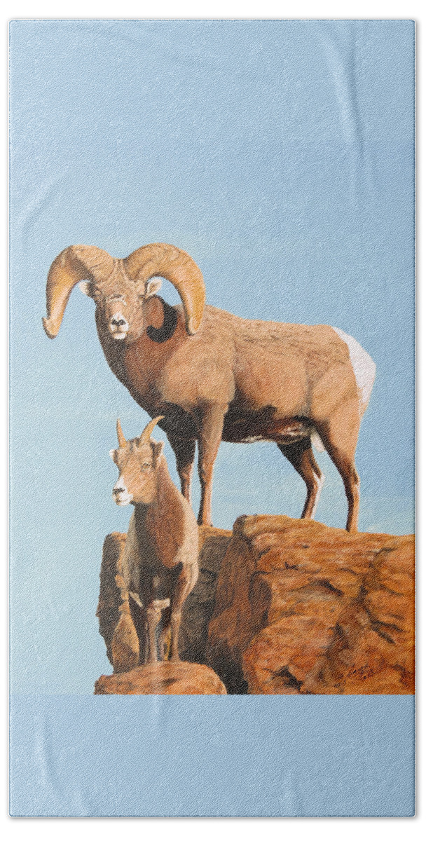 Rocky Mountain Bighorn Ram Beach Towel featuring the painting Chip by Darcy Tate