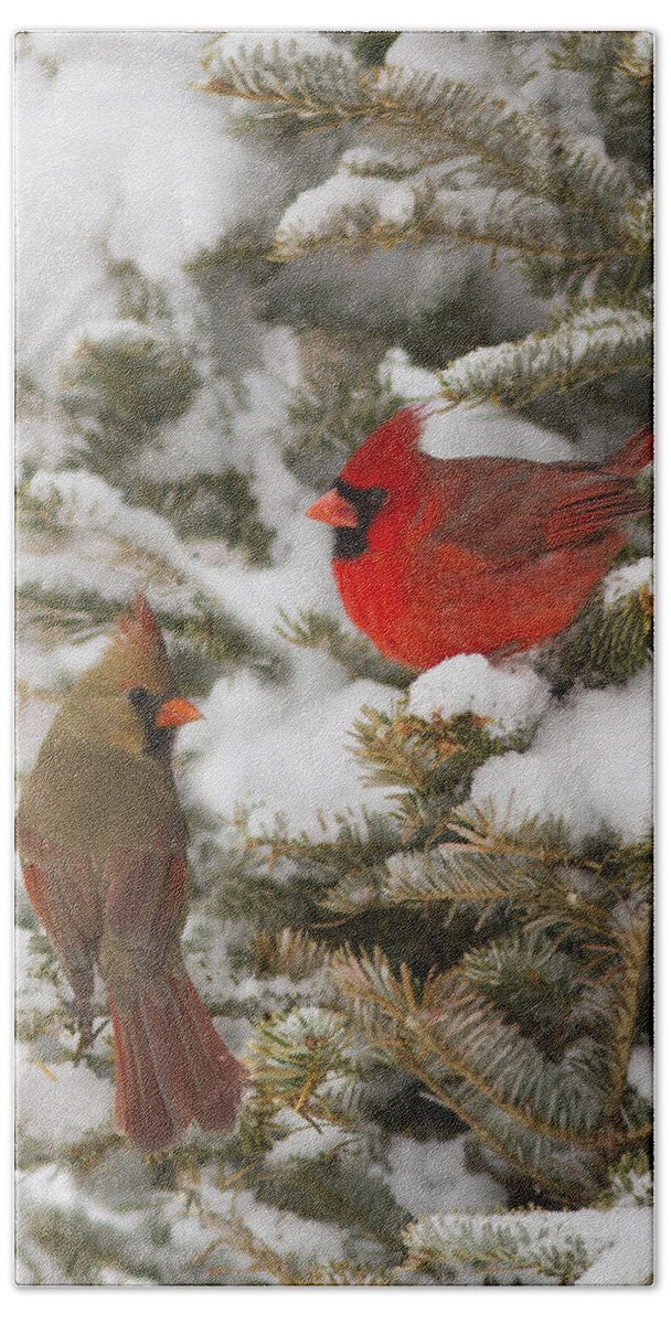 Bird Beach Sheet featuring the photograph Christmas card with cardinals by Mircea Costina Photography