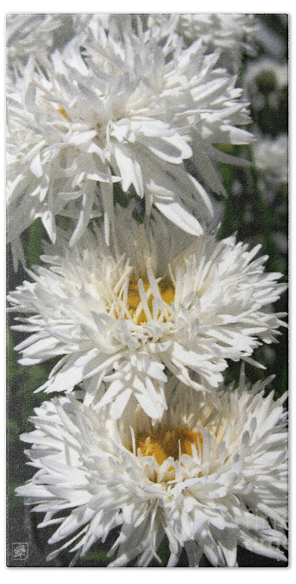 Mccombie Beach Towel featuring the photograph Chrysanthemum named Crazy Daisy by J McCombie