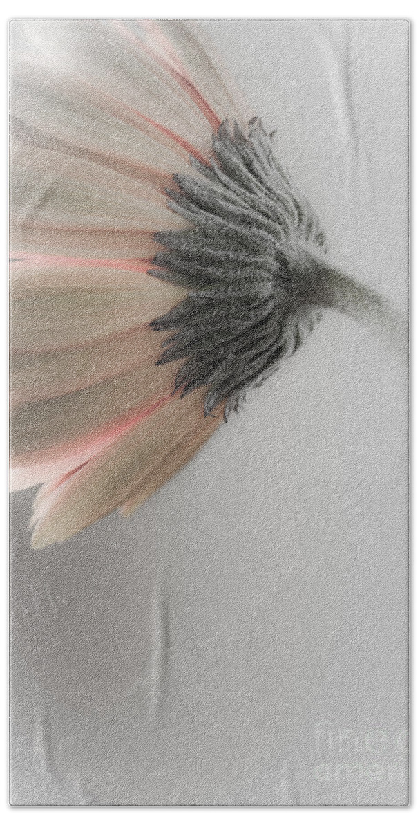 Beautiful Beach Towel featuring the photograph Chrysanthemum Petals 1 by Jo Ann Tomaselli