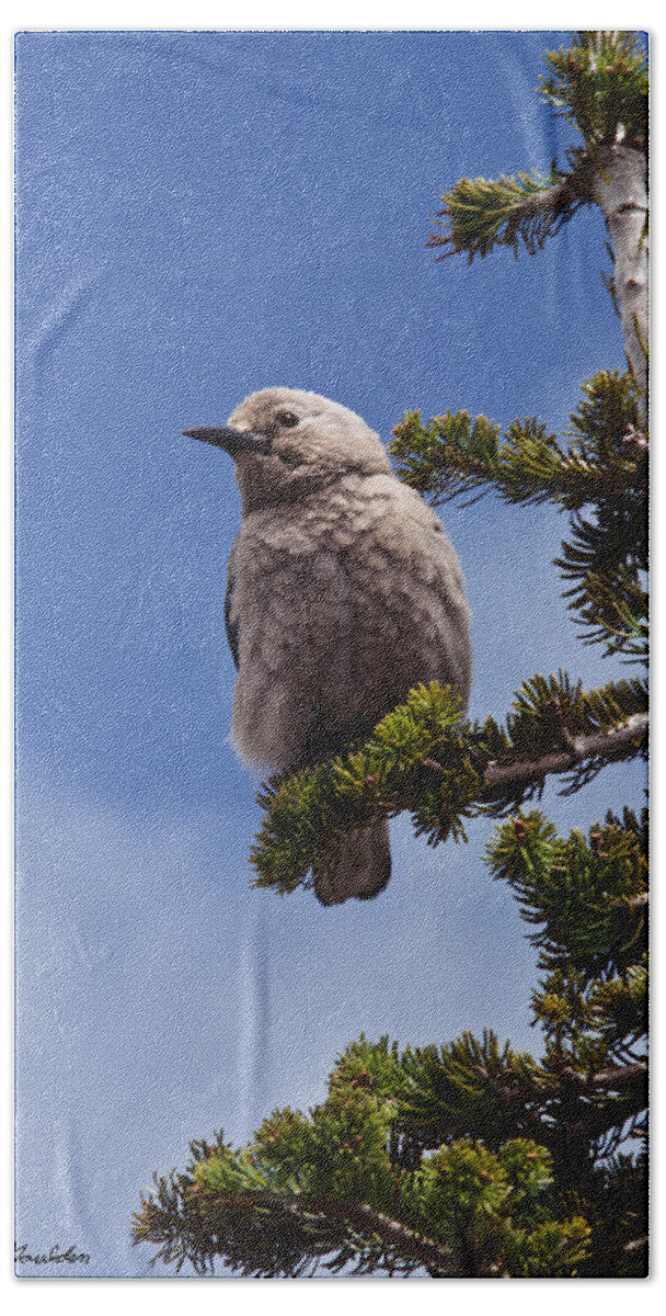 Animal Beach Towel featuring the photograph Clark's Nutcracker in a Fir Tree by Jeff Goulden