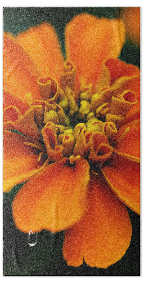 Flower Beach Towel featuring the photograph Clementine Tear by Bill and Linda Tiepelman