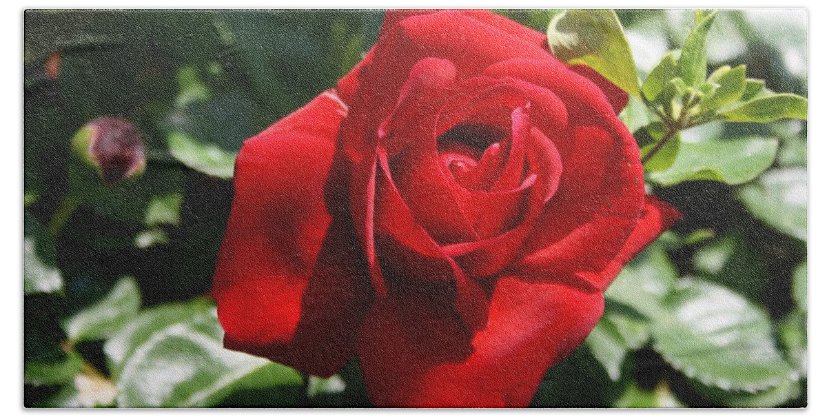 Rose Beach Towel featuring the photograph Climbing Red Roses by Taiche Acrylic Art