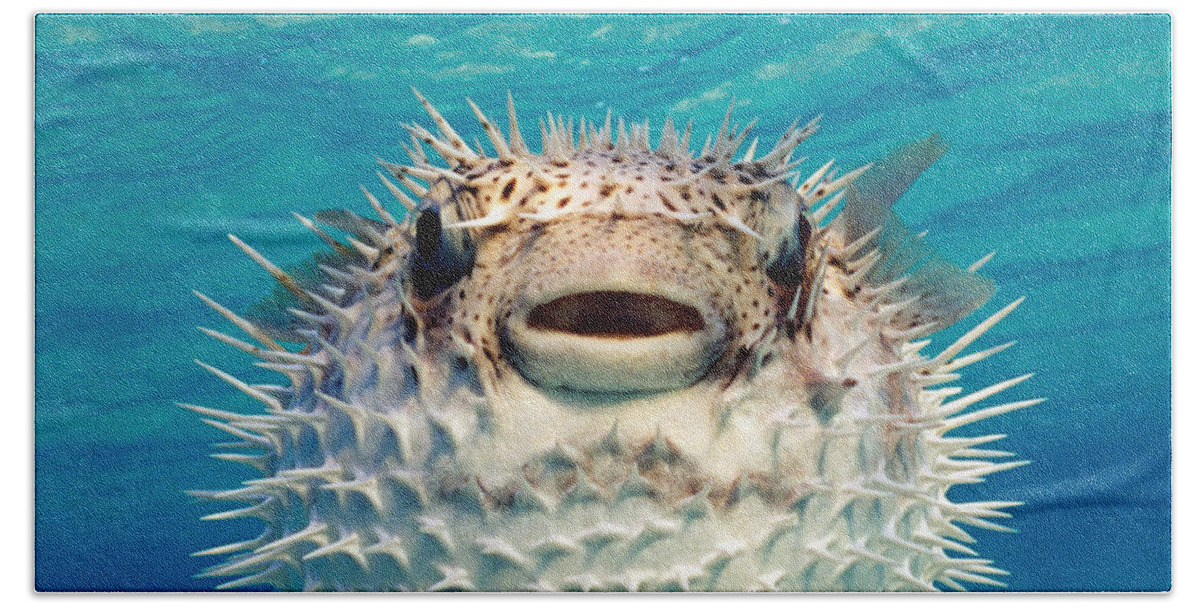 Photography Beach Sheet featuring the photograph Close-up Of A Puffer Fish, Bahamas by Panoramic Images