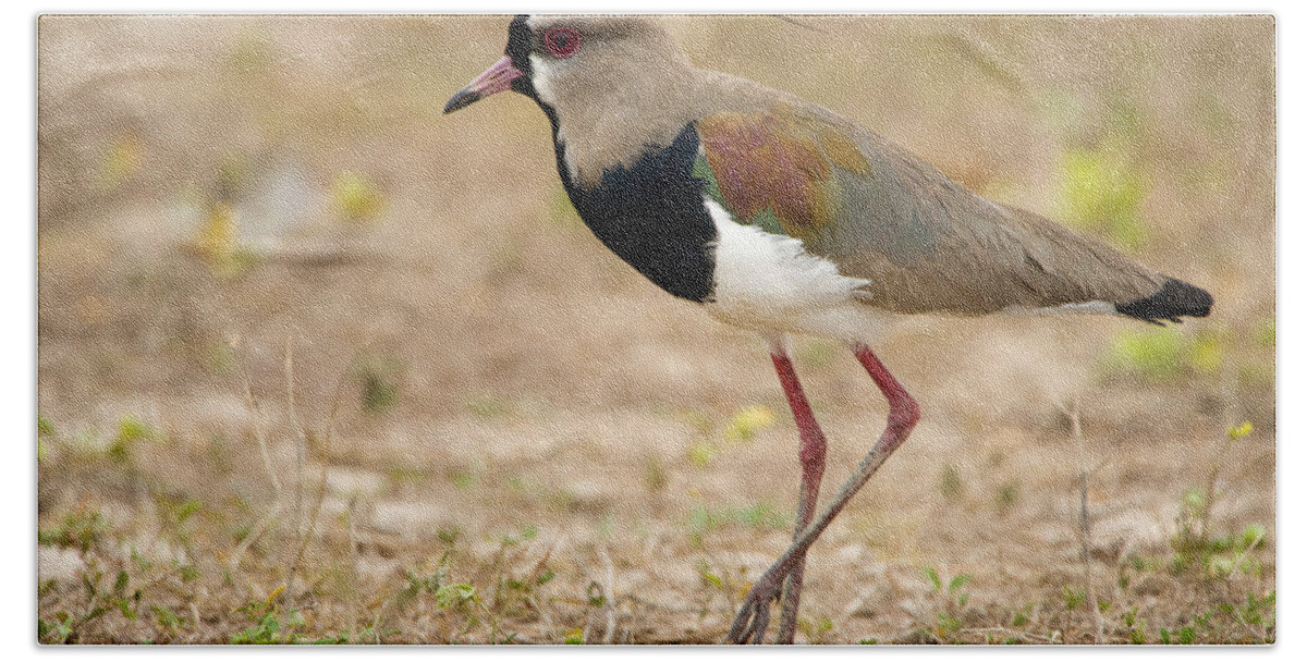 Photography Beach Sheet featuring the photograph Close-up Of A Southern Lapwing Vanellus by Panoramic Images