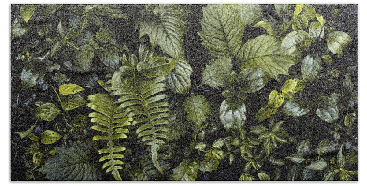 Biodiversity Beach Towel featuring the photograph Cloud Forest Floor by Gary Retherford