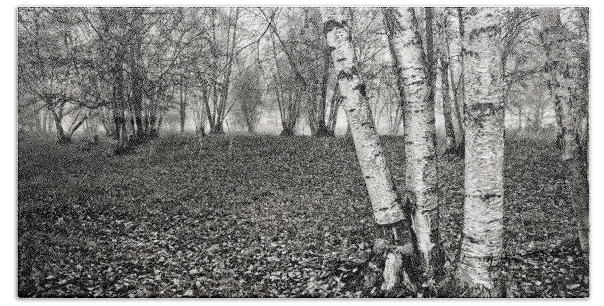 Clumping Birch Beach Towel featuring the photograph Clumping Birch Trees And Fog by Theresa Tahara