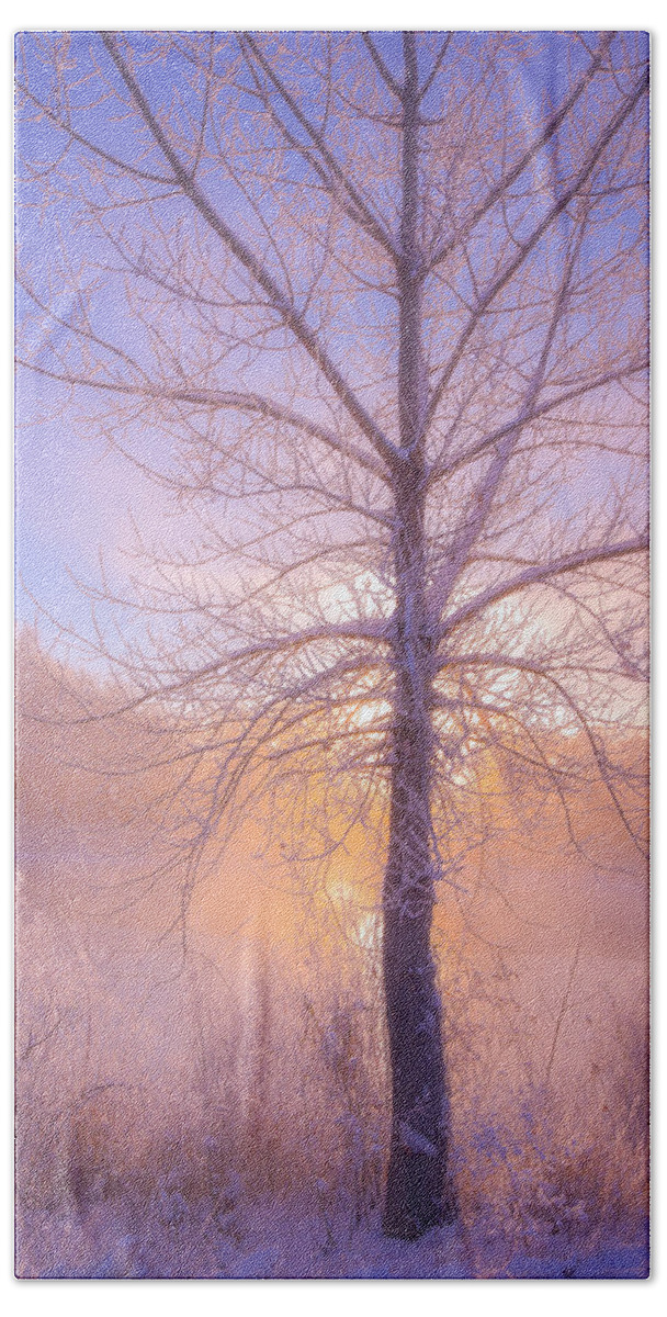 Fog Beach Towel featuring the photograph Cold Winter Morning by Darren White