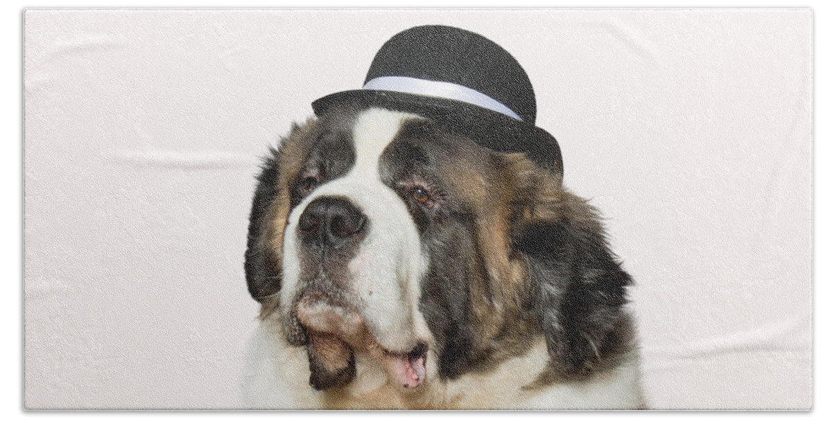 Wall Art Beach Towel featuring the photograph Cole the St Bernard by Ron Roberts