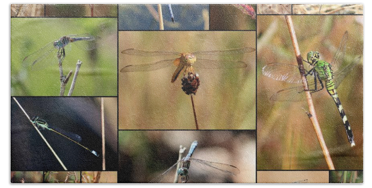 Dragonfly Beach Towel featuring the photograph Collage Marsh Life by Carol Groenen