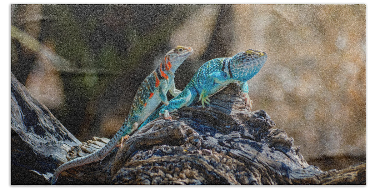 Lizard Beach Sheet featuring the photograph Collared Lizard Couple by Evelyn Harrison