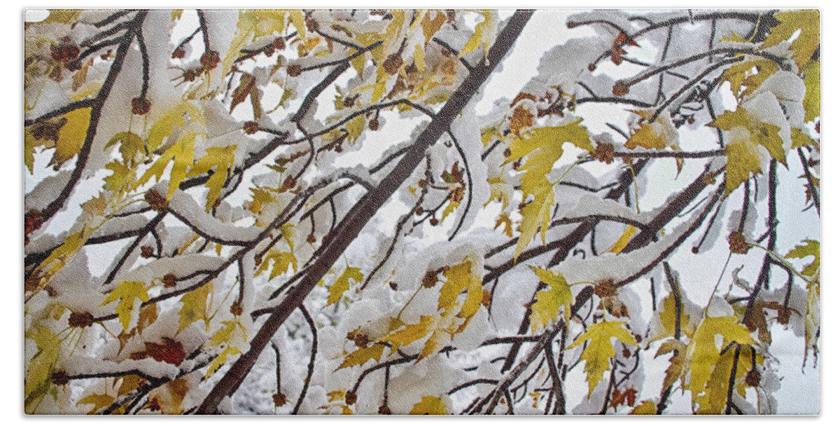 Tree Beach Towel featuring the photograph Colorful Maple Tree Branches In The Snow 3 by James BO Insogna