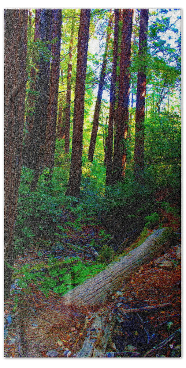 Tam Beach Towel featuring the photograph Colors in the Forest on Tam by Ben Upham III