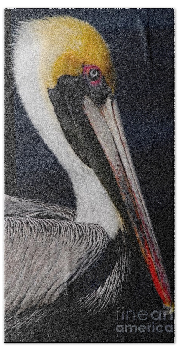 Pelican Beach Sheet featuring the photograph Colors of a Pelican by Quinn Sedam
